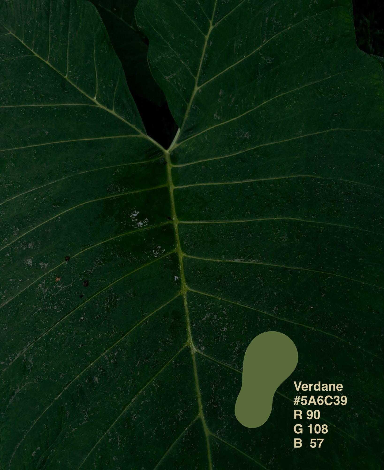 Verdane colour